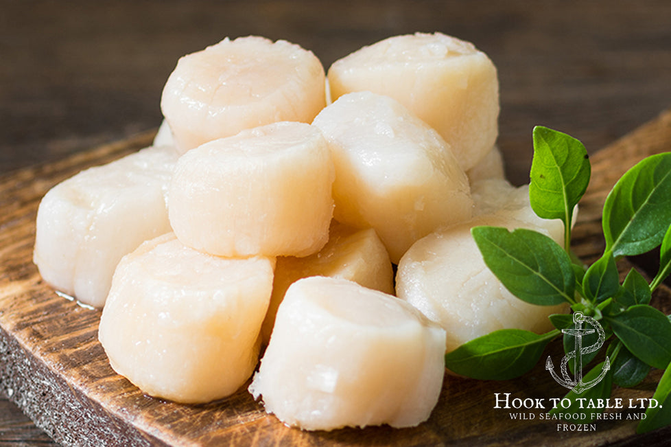Frozen Canadian East Coast Scallops 10-20 (per lb)