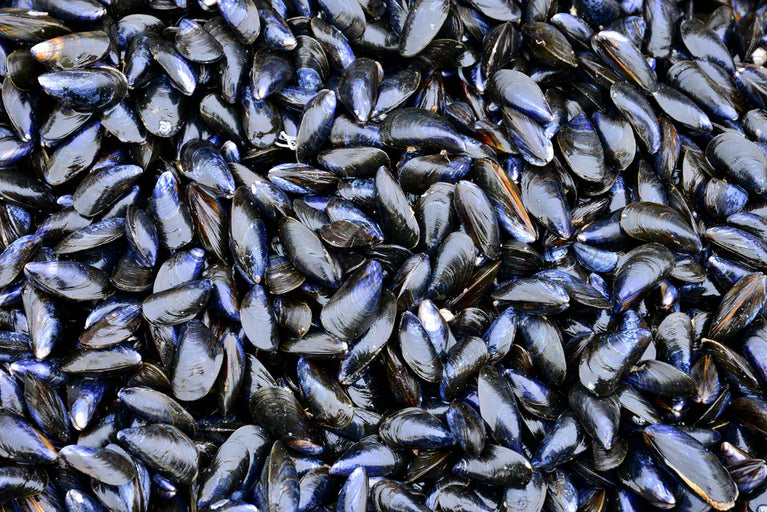 Fresh Vancouver Island Mussels