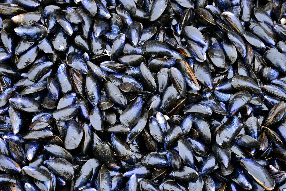 Fresh Vancouver Island Mussels 5lb