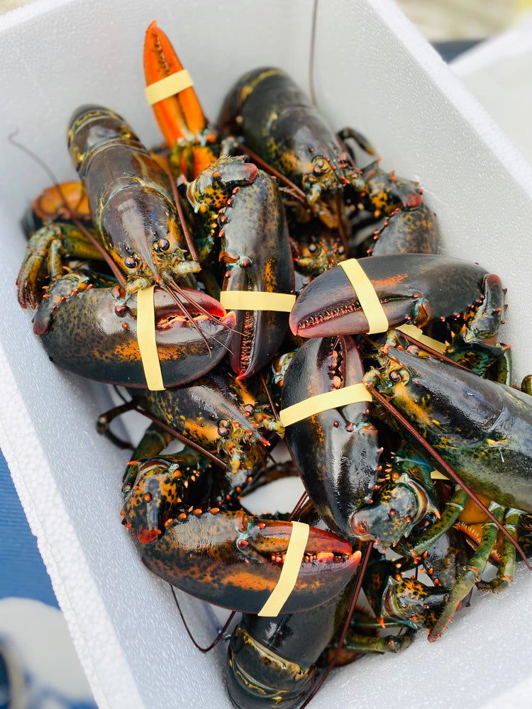 Live Nova Scotia Lobster