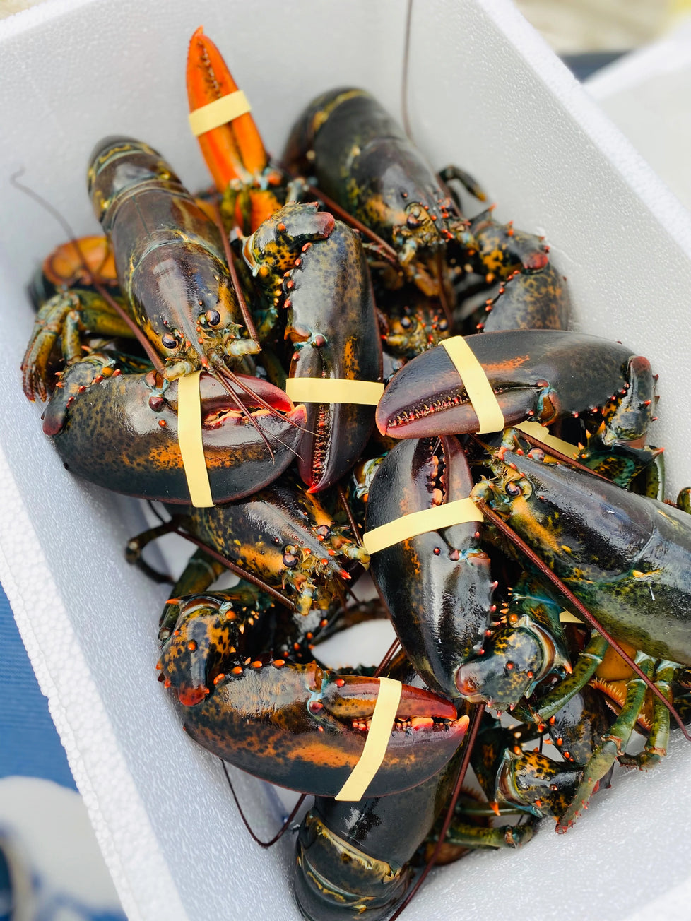 Live Nova Scotia Lobster