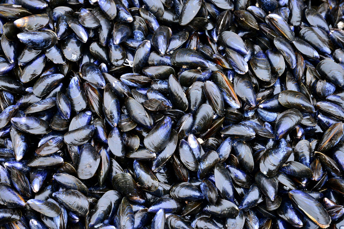 Vancouver Island Mussels Fresh (5lb bag)