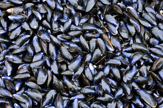 Vancouver Island Mussels Fresh (5lb bag)